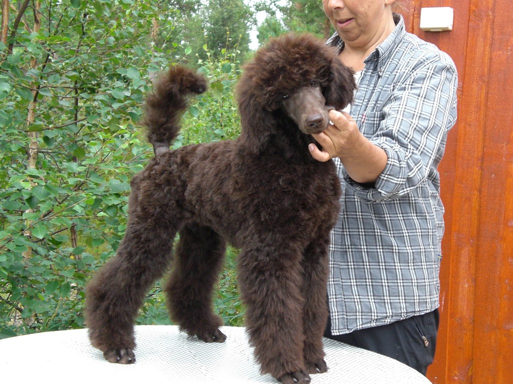 Nybadet og klippet av oppdretter