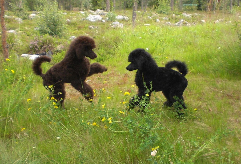 Lek med søsteren Molly