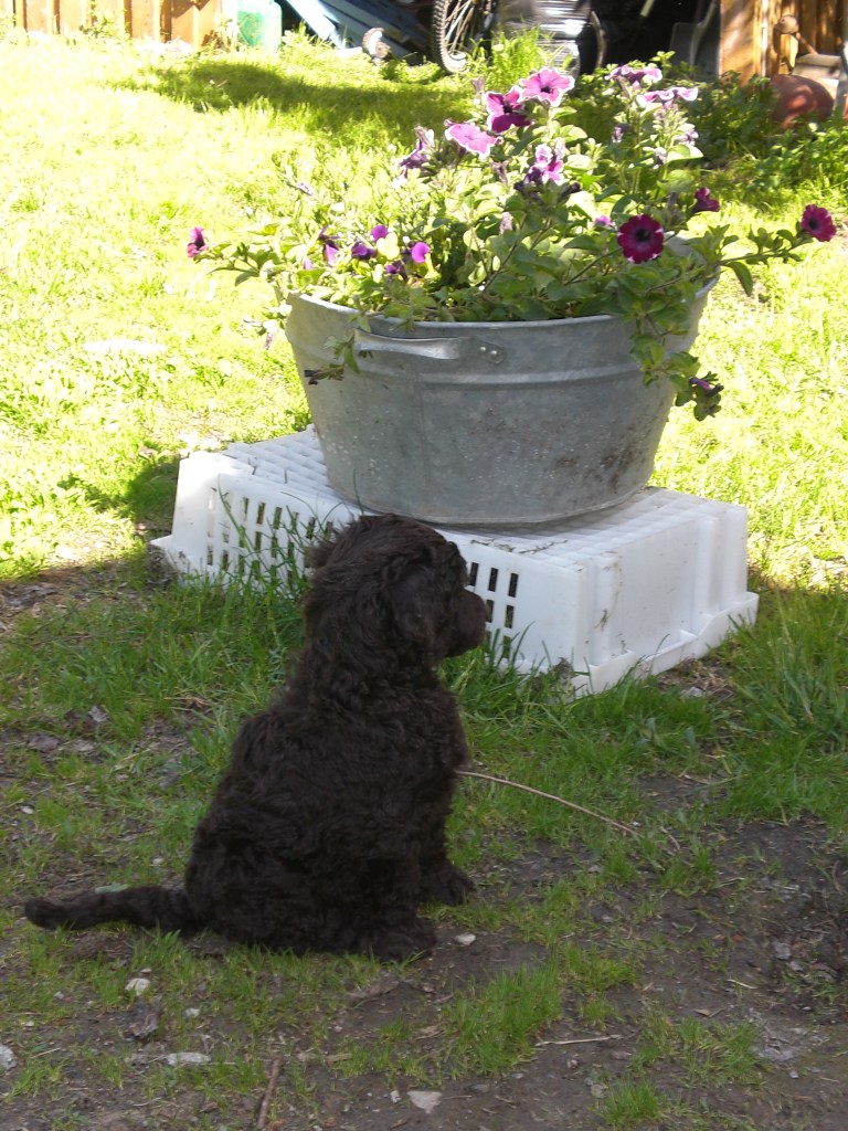 Hos oppdretter: Sara følger med på det som skjer. 