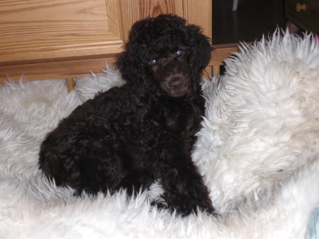 Første dag hos Kari og allerede lånt Aylas seng