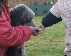 Hvordan barn skal hilse på hund