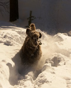 Sara trives også i snøen