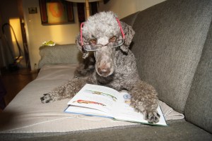 Sara klar for lesestund