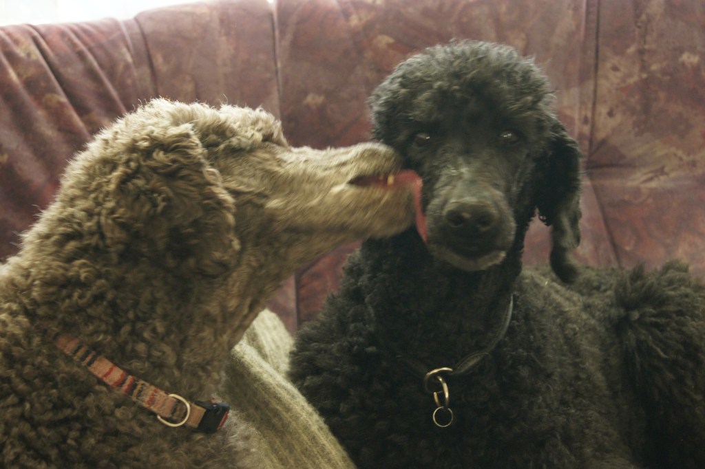 Sara og Ayla var&nbsp;bestevenner