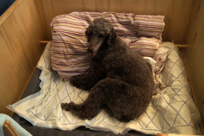 Sara i valpekassa - peser