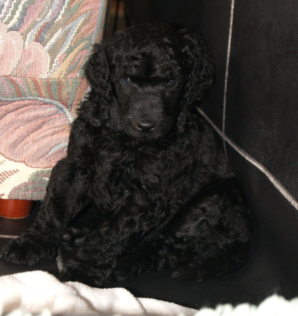 "Håkon" sitter pent ved stolen