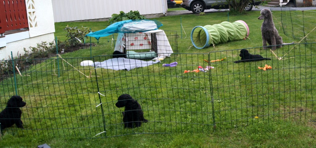 Sara sitter i stram giv akt