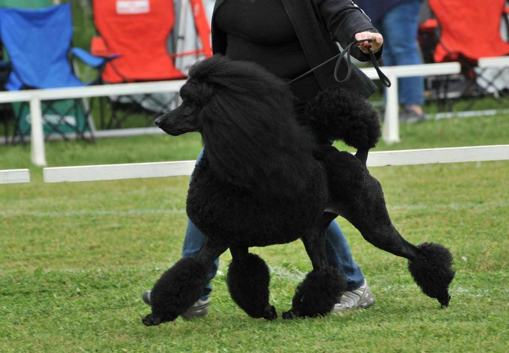 Travis (Casbana`s Whisper Amon)