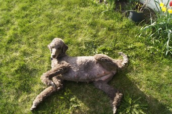 Sara vil ha kos på magen