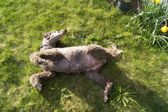 Når matmor ikke reagerer så får vi legge oss endra bedre til :-)