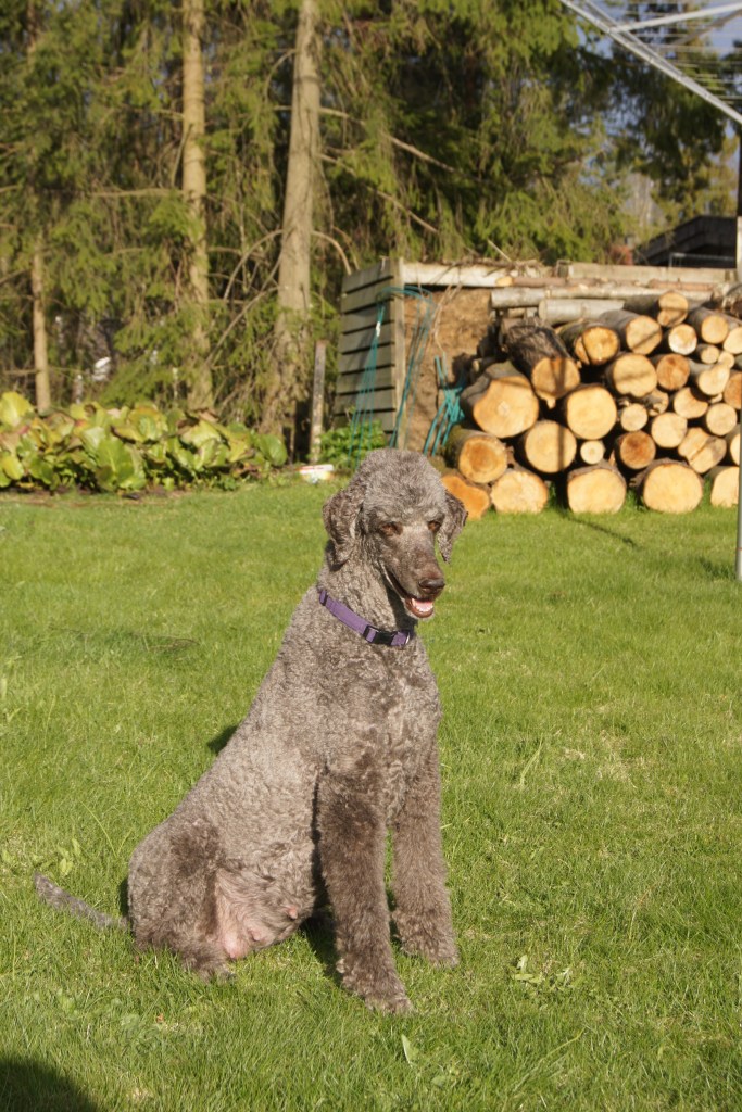 Ønsker dere en fin Mai mnd.