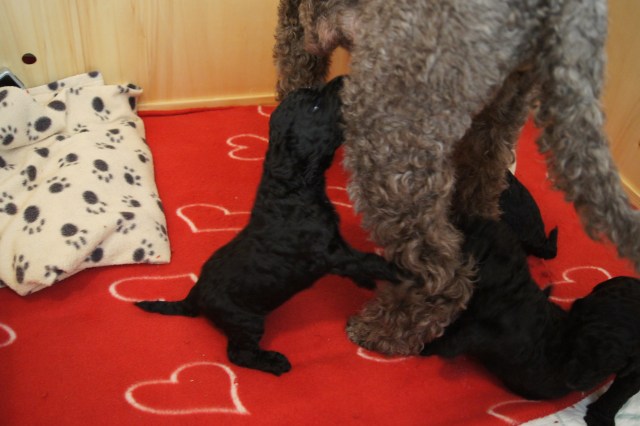 Prøver å nå de, men de henger så høyt oppe :-D