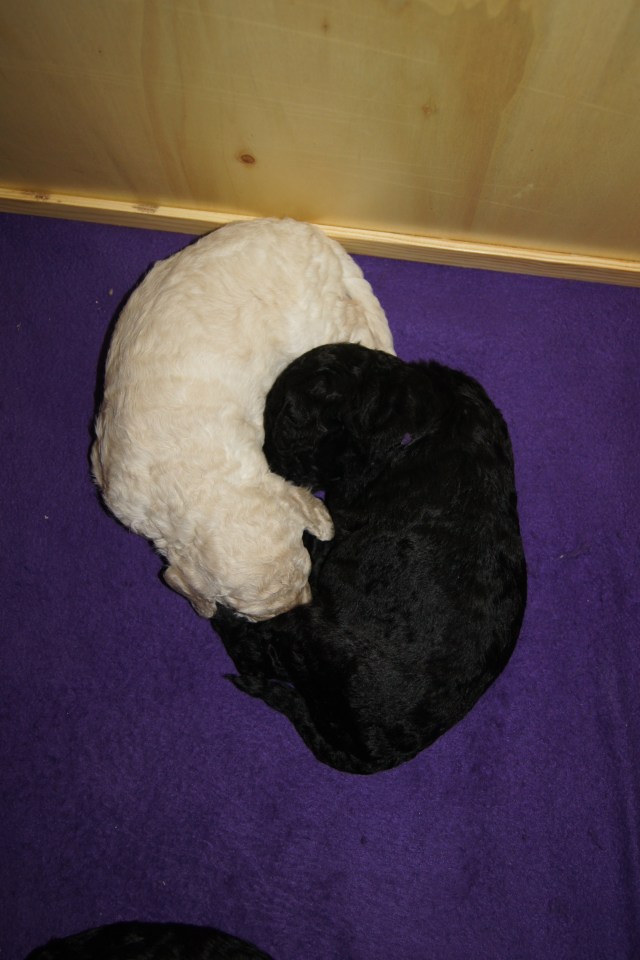 Ying og yang :-D