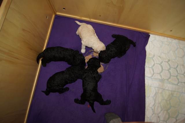 Første måltidet på fat, nam.......