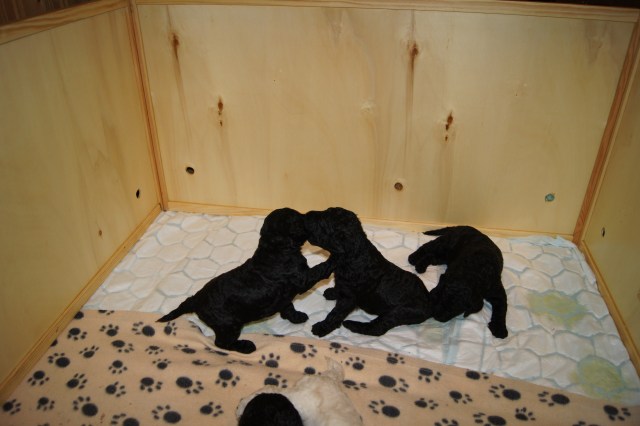 Og så har vi så vidt begynt å leke