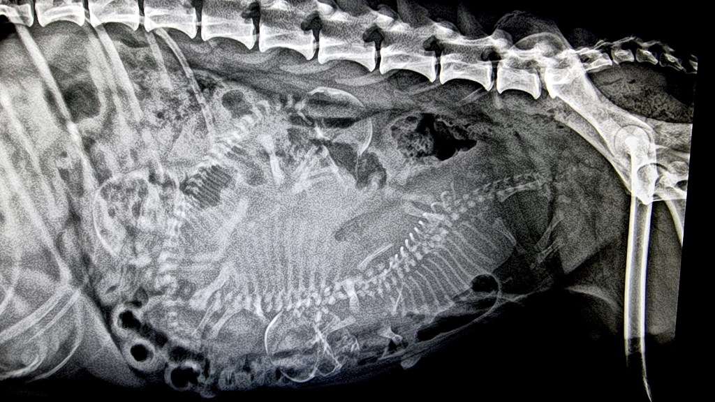 Ine og Nathi&nbsp;valper