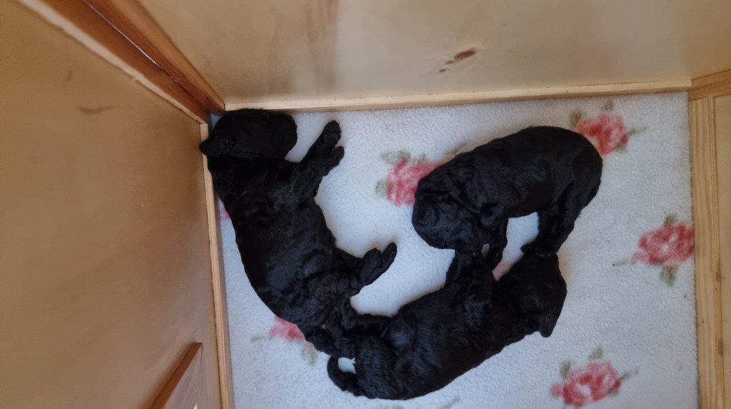 Valpene er 17 dager&nbsp;gamle