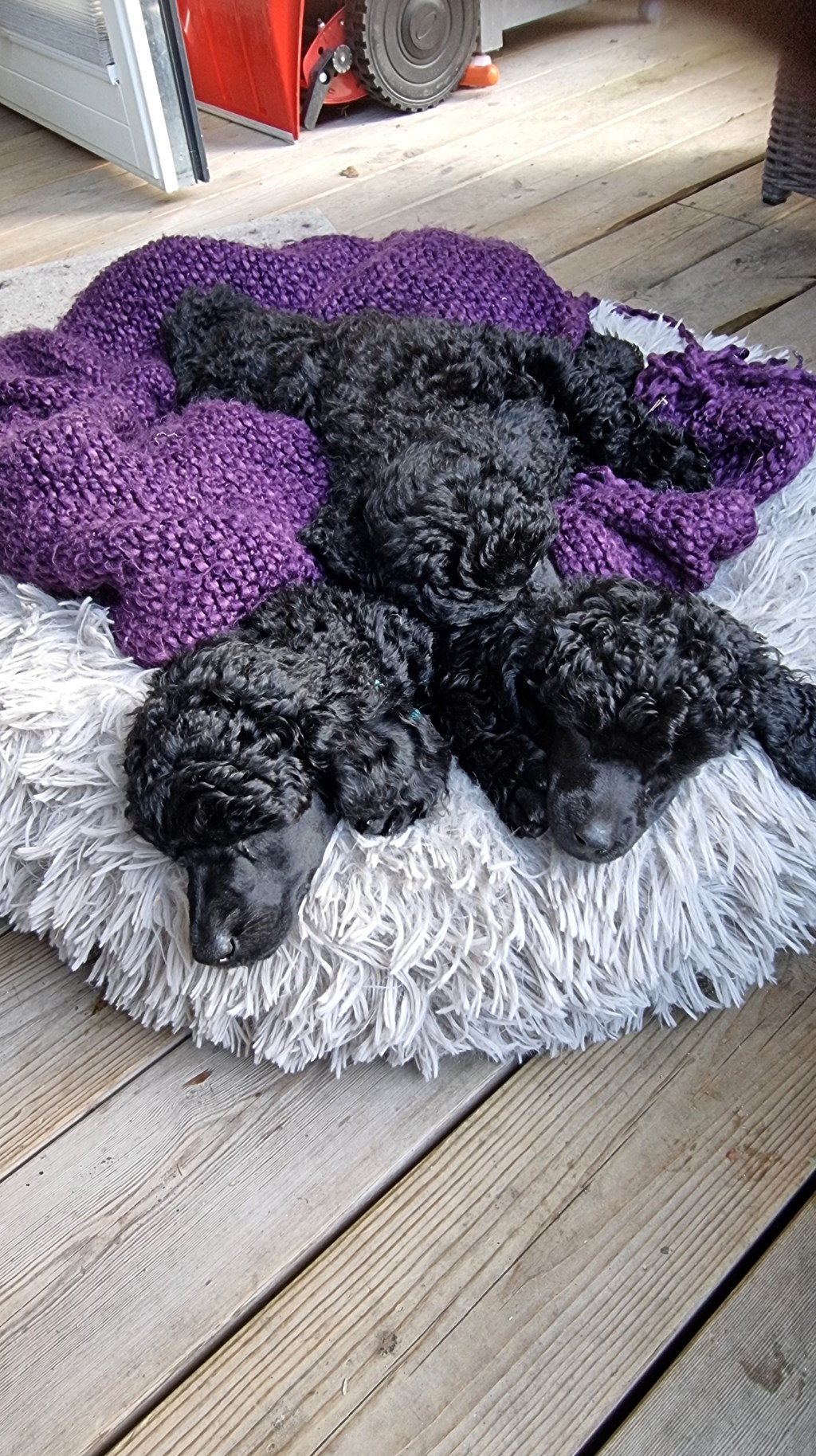 Sky, Spirit og &laquo;Tutta&raquo; er nå 6,5 uker&nbsp;gamle