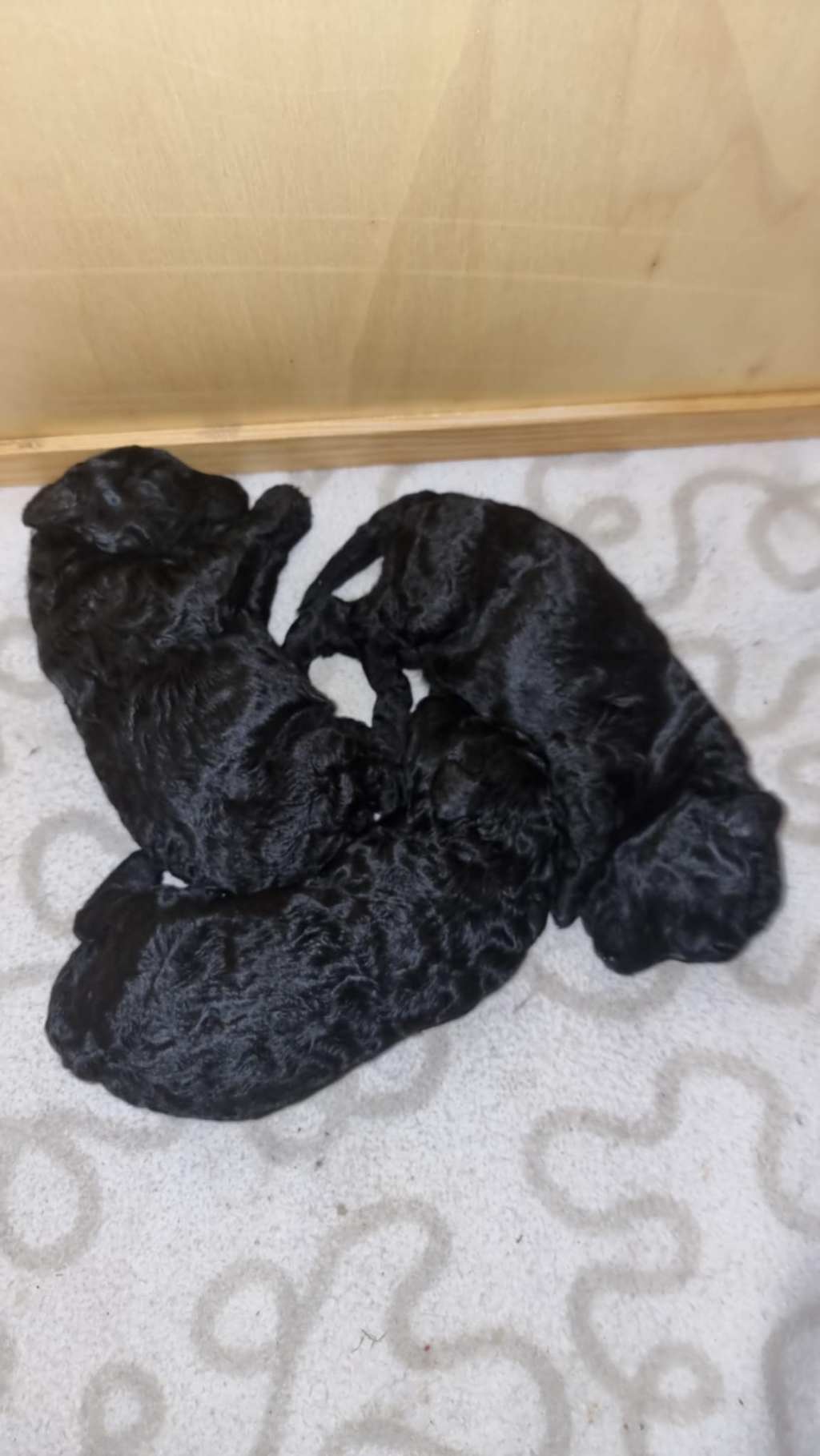 Valpene 9 dager&nbsp;gamle