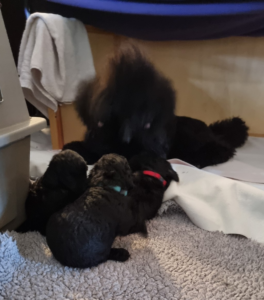 Valpene har begynt å leke og spise&nbsp;selv