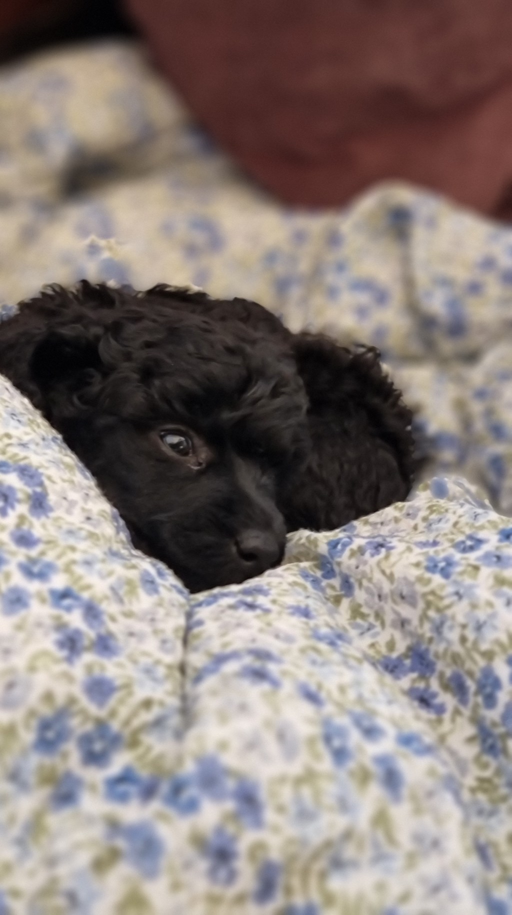 Valpene  er i dag 5 uker&nbsp;gamle